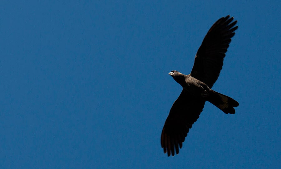 Cacatua negra voando em céu azul