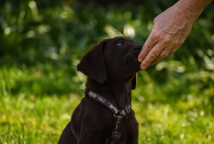 cachorro labrador marrom comendo direto da mão do tutor.