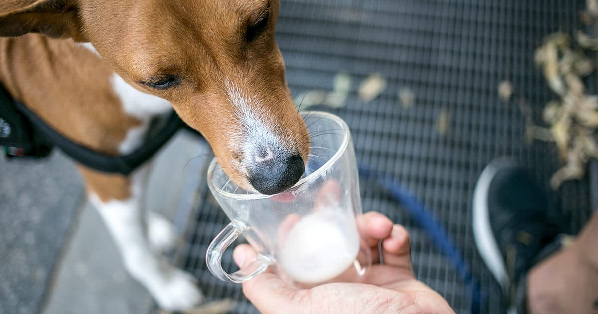 Cachorro tomando leite na xícara de vidro transparente.