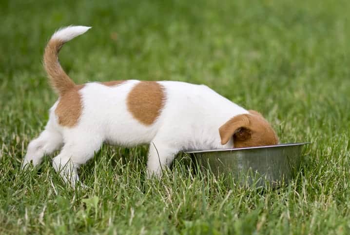 filhote de cachorro comendo em um bowl de metal na grama