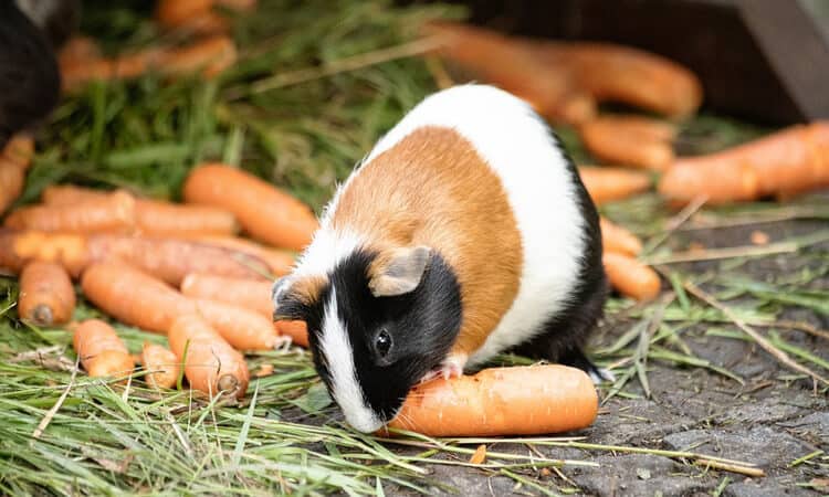 porquinho da india comendo cenoura