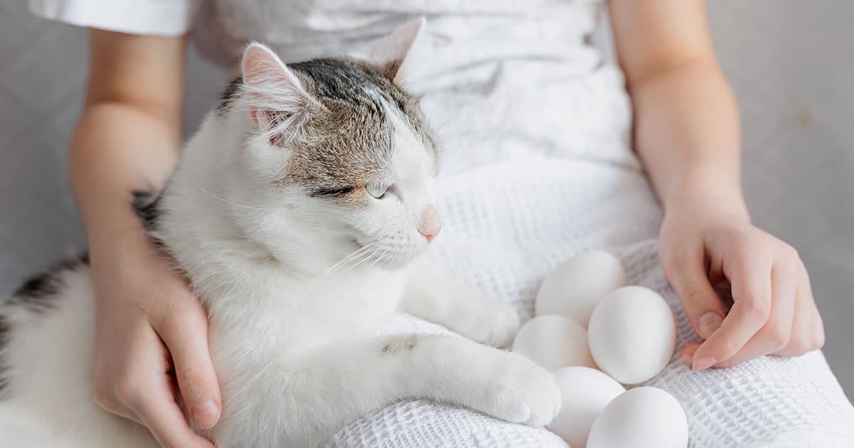 gato sentado no colo da tutora ao lado de ovos. 