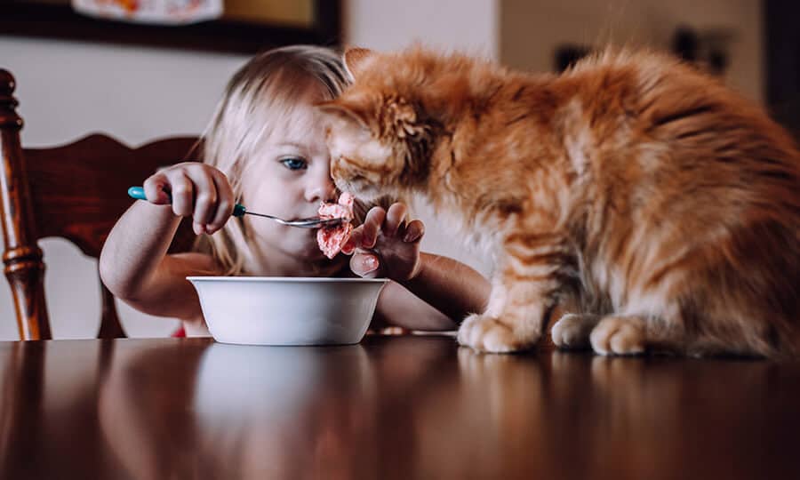 Menina de cabelos loiros oferecendo sorvete de morango da tigela para o gato.