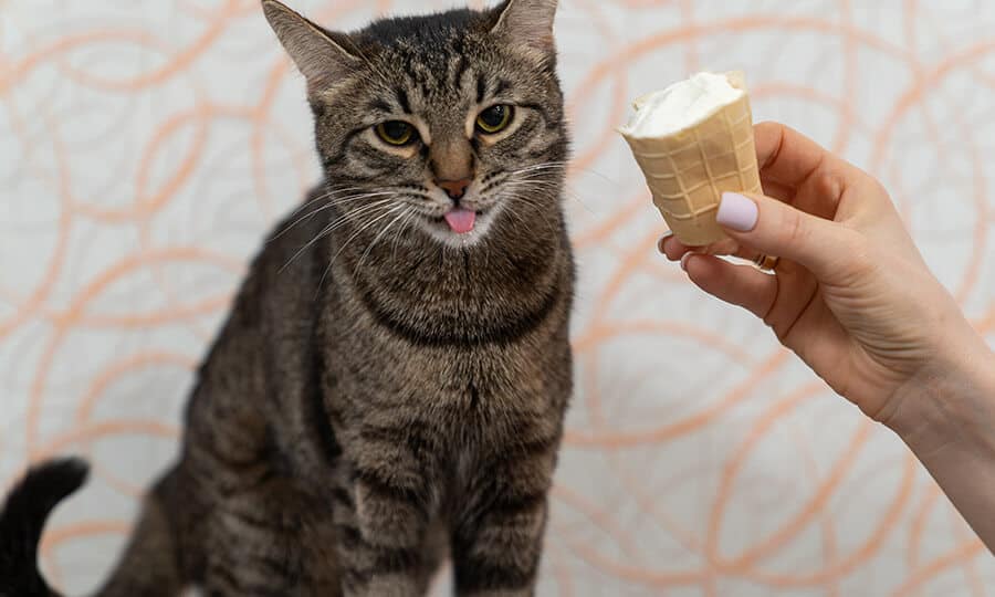 Mulher com unhas pintadas de esmalte branco oferecendo sorvete de creme na casquinha para o gato.