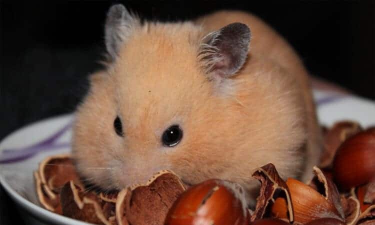 Hamster comendo noz