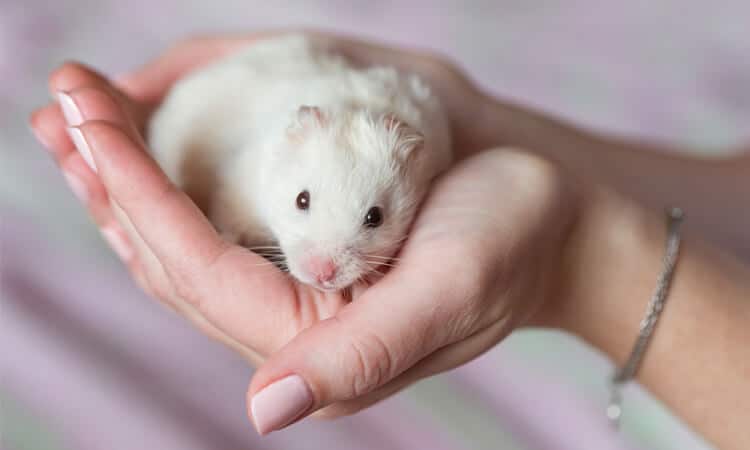 Hamster de pelo branco na mão da tutora.