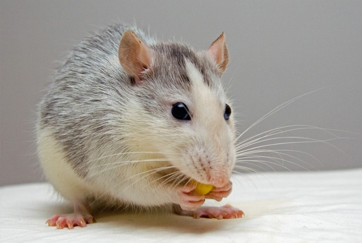 Hamster com pelos cinza e branco comendo.