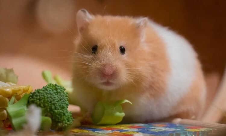 hamster comendo brócolis