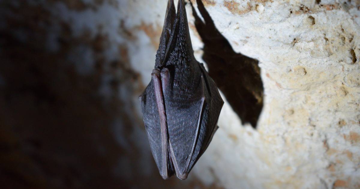 morcego se encobrindo com as asas dentro de caverna.