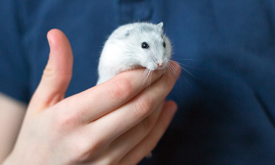 Hamster de pelos claros na mão do tutor.