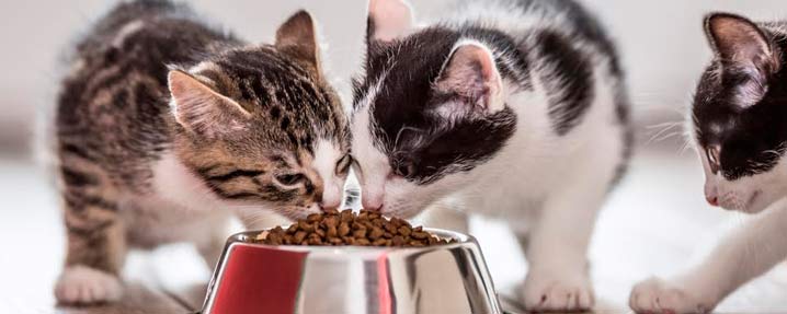 dois gatos dividindo um pote de comida