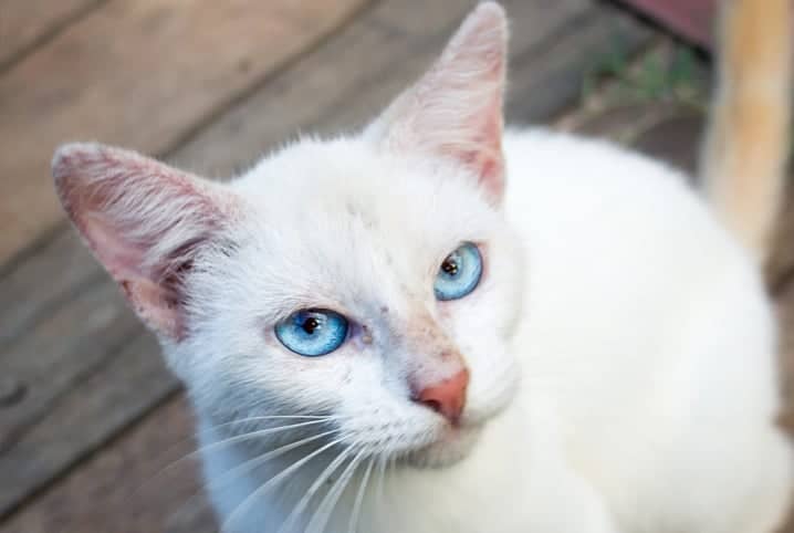 Gato branco com olhos azuis olhando para câmera