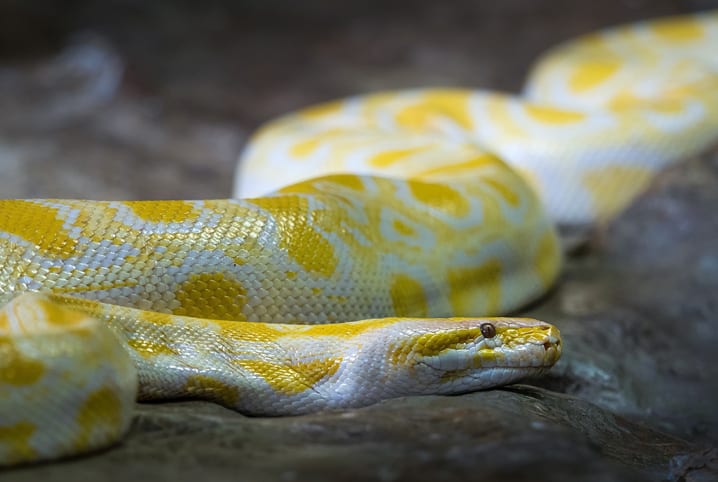 Cobra com corpo branco e amarelo. 