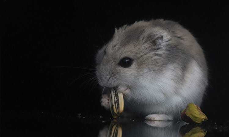 hamster roendo semente