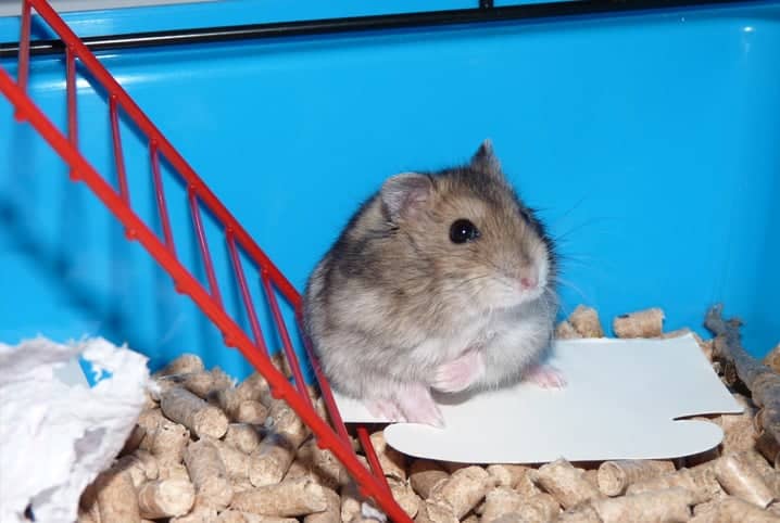 hamster na gaiola perto de escadinha vermelha