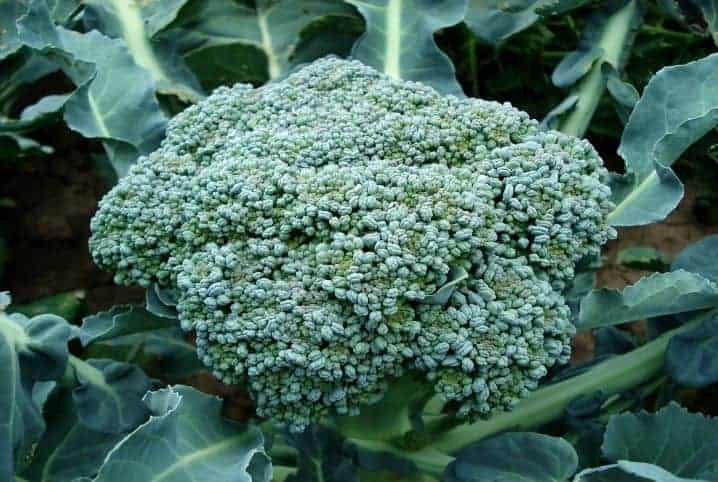 Flor de brócolis