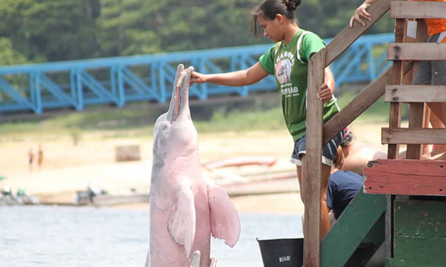 Boto-cor-de-rosa sendo alimentado por uma mulher.