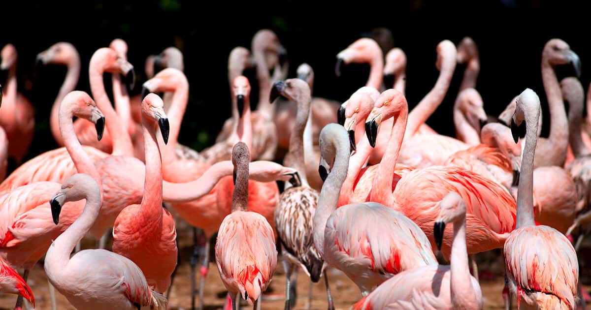 Diversos flamingos cor de rosa. 