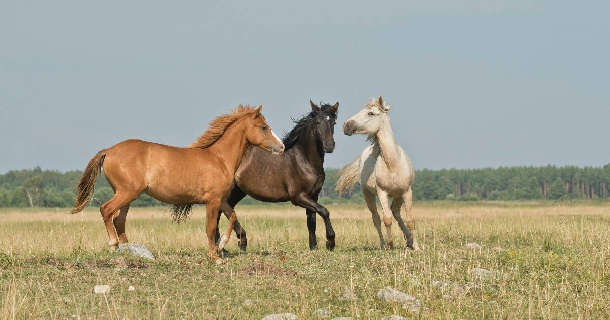 três cavalos de cores diferentes cavalgando juntos em campo.