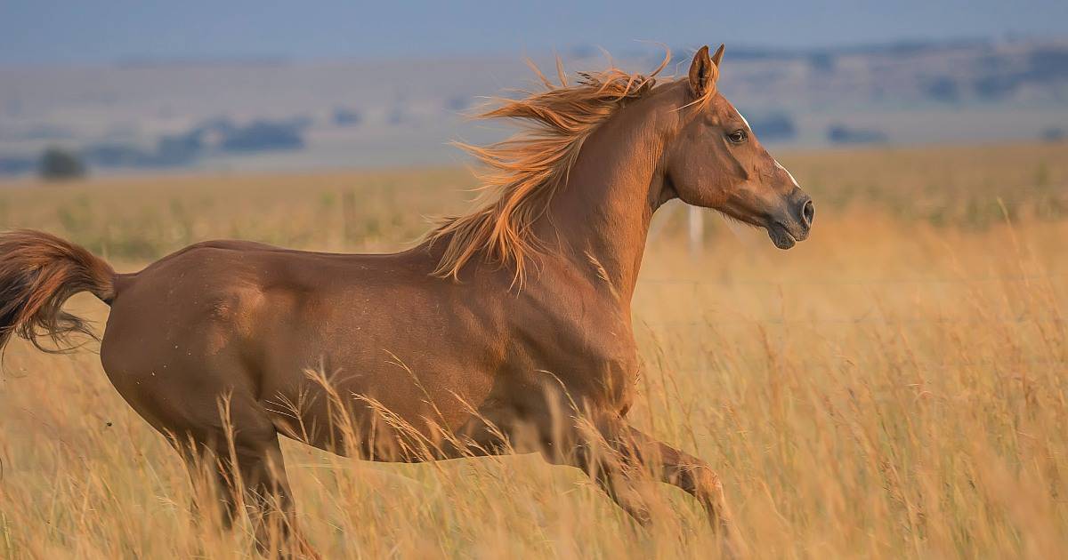 cavalo cavalgando em campo de grama amarronzada.