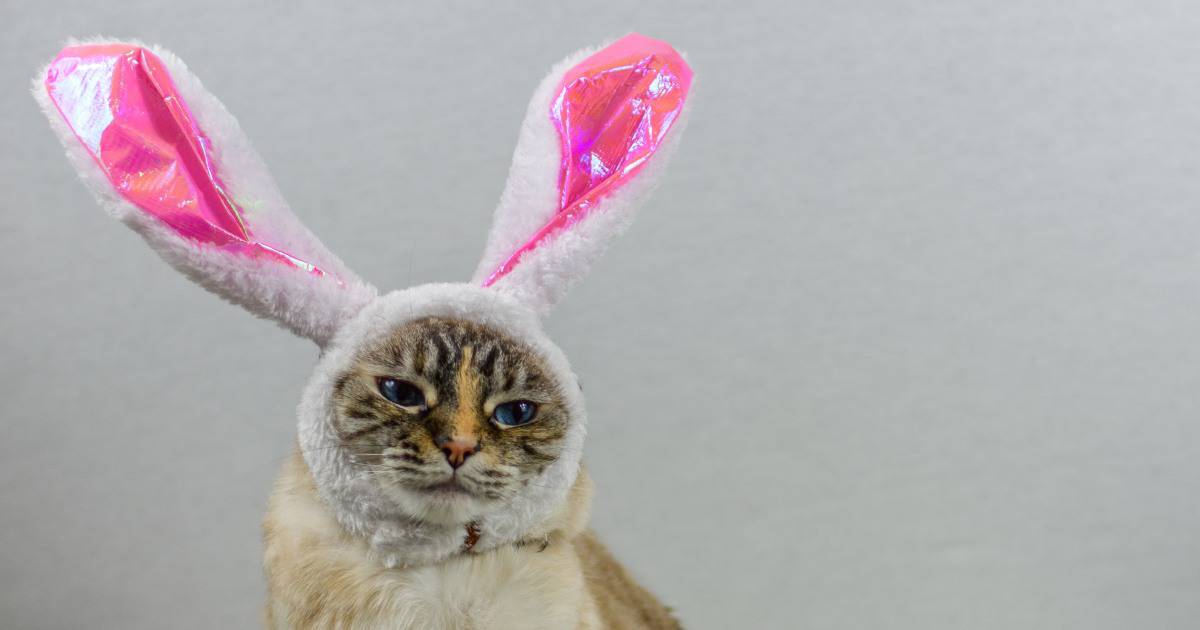 gato com tiara em formato de orelhas de coelho.