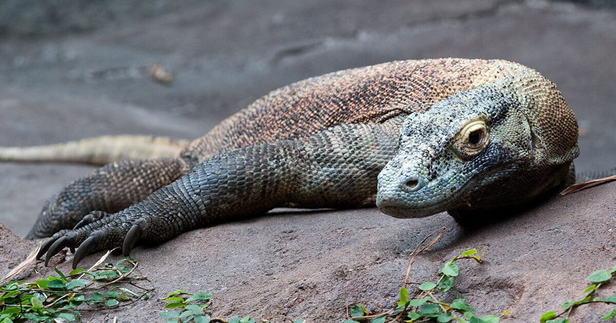 dragão-de-komodo, um dos tipos de lagartos venenosos.
