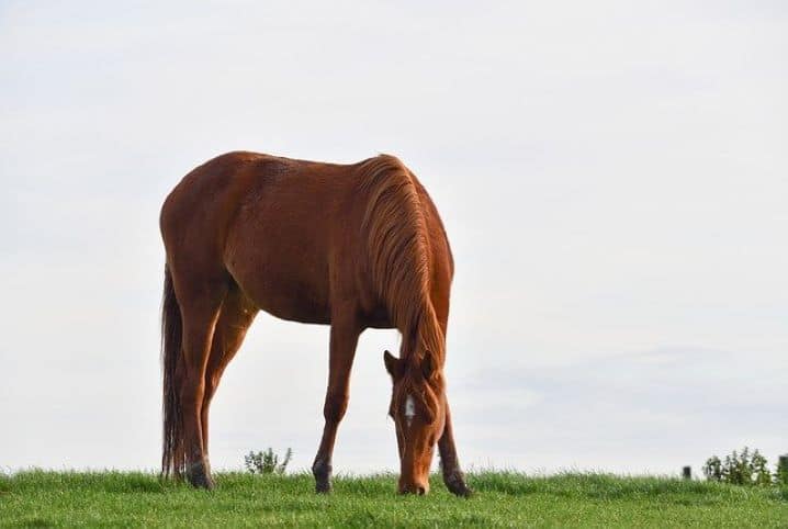 cavalo comendo grama de campo aberto.