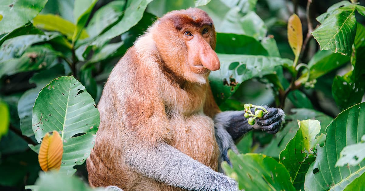 foto de um macaco narigudo