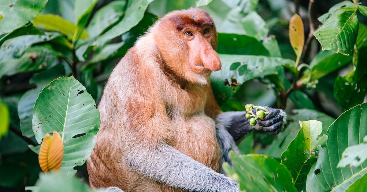 os macacos mais feios do mundo