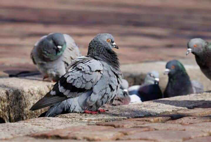 Pombo transmite doença: mito ou verdade? Descubra