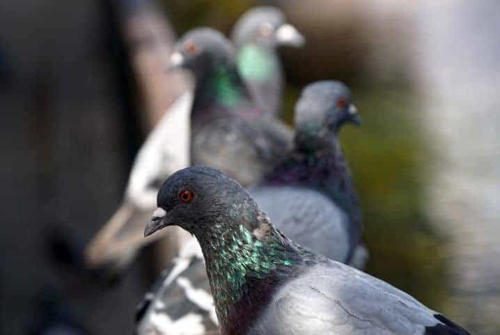 pombos enfileirados