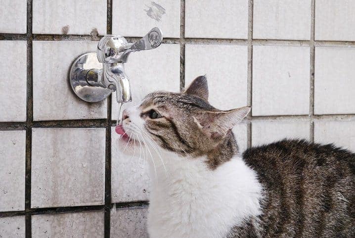 Gato bebendo água da torneira.