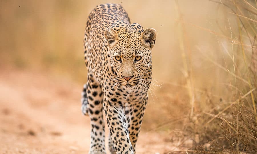 leopardo-africano andando em direção à câmera.