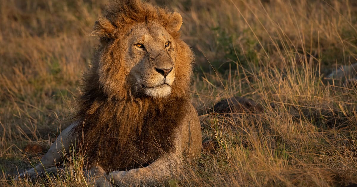 leão=africano em savana olhando para o horizonte.
