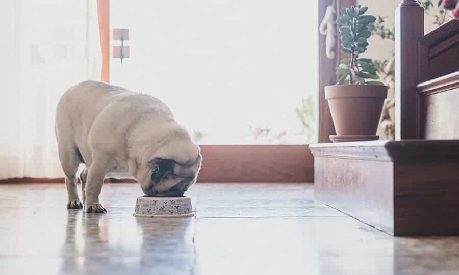 Cachorro Pug se alimentando em pote de ração