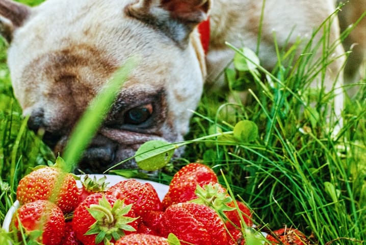 cachorro em gramado com morangos.