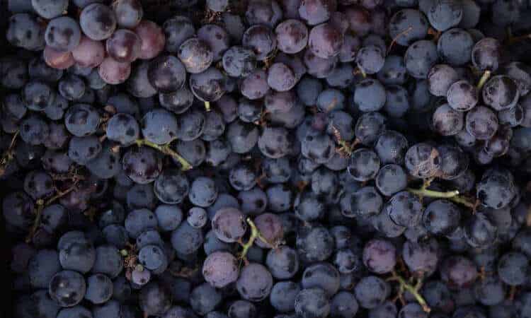 Conjunto de uvas roxas