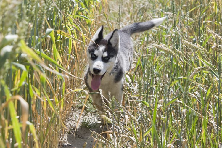 Husky siberiano em plantação