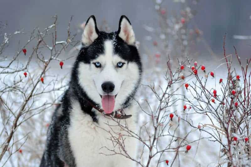 Husky siberiano em lugar com neve