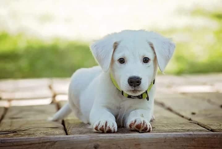 Filhote de cachorro srd com coleira amarela.
