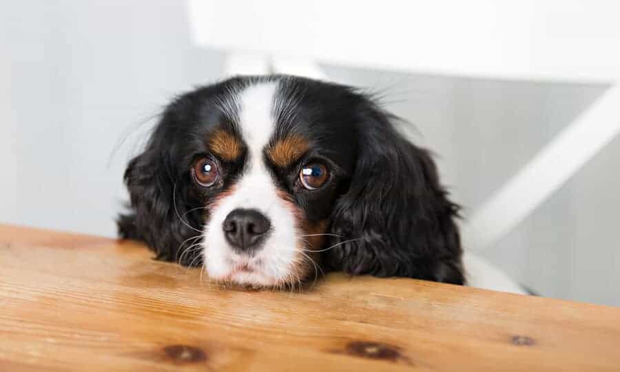 Cachorro da raça cavalier sentado na cadeira.