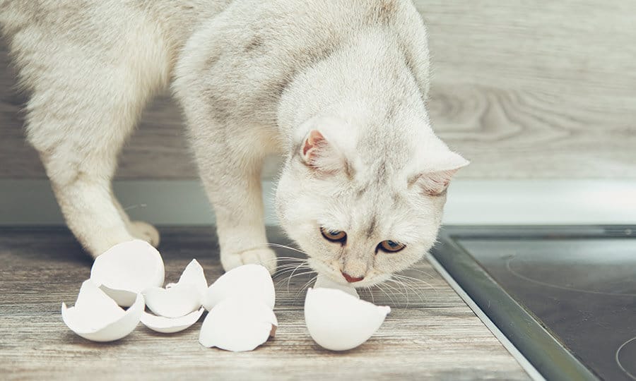 Cachorro pode comer OVO? Benefícios e preparação