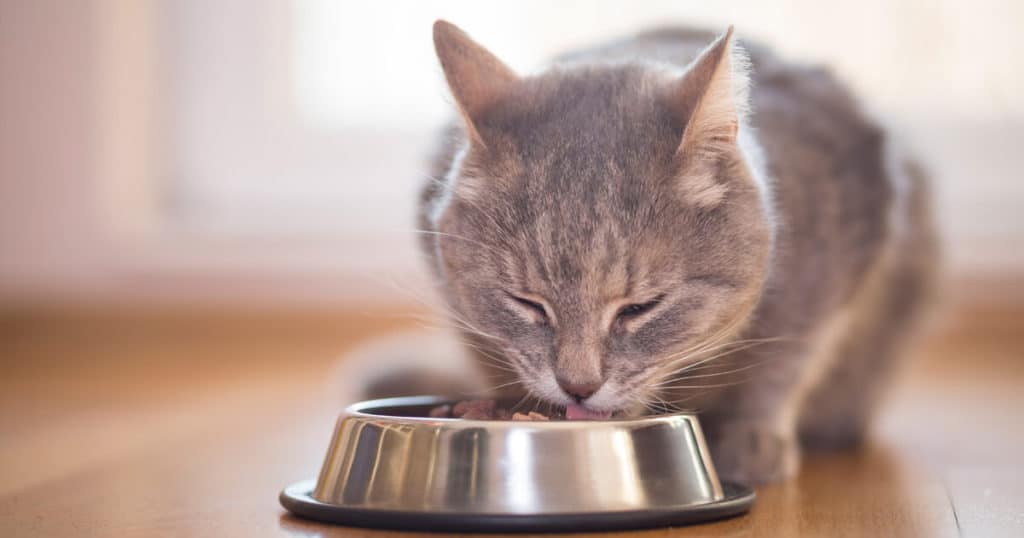 gato comendo ração em pote.