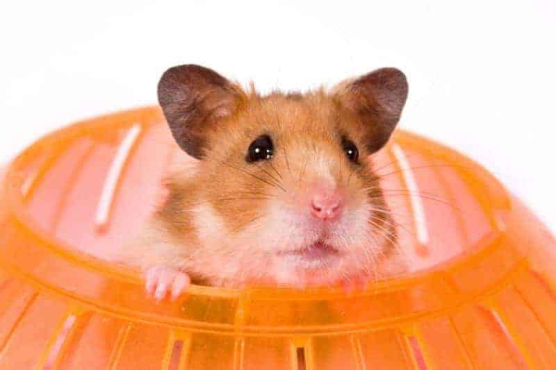 Hamster dentro da bolinha.