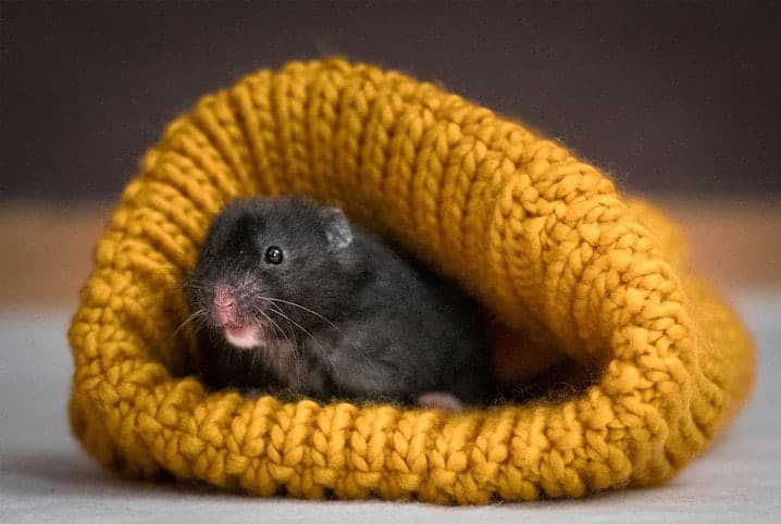 Hamster dentro de roupa.