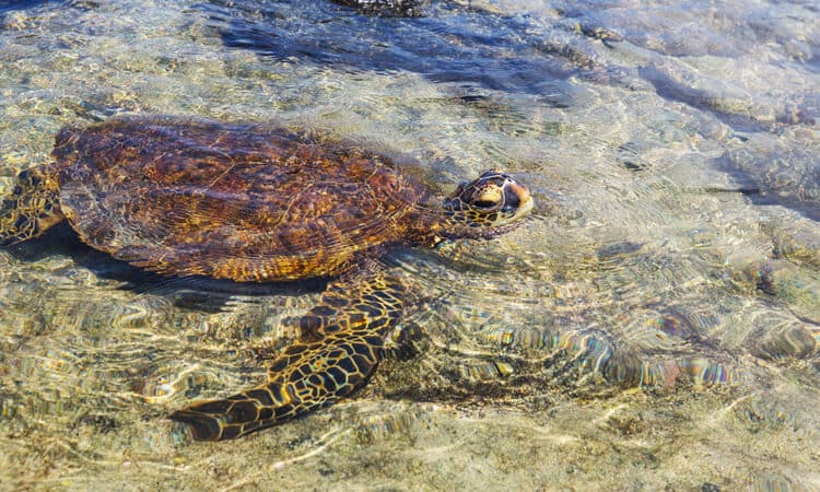 tartaruga marinha nadando no raso