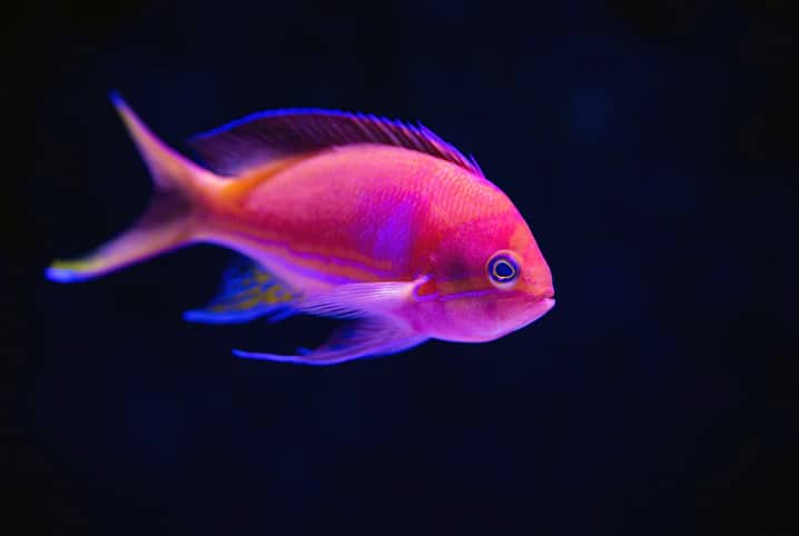 Peixe no aquário com iluminação azulada.