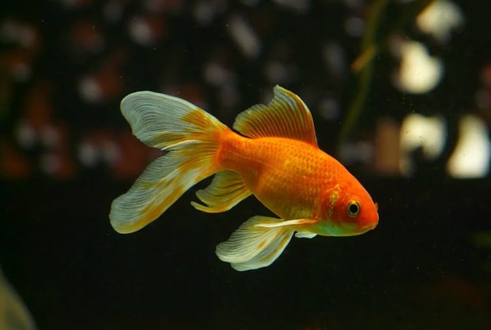 Peixe com escamas laranjas nadando no aquário com baixa iluminação.