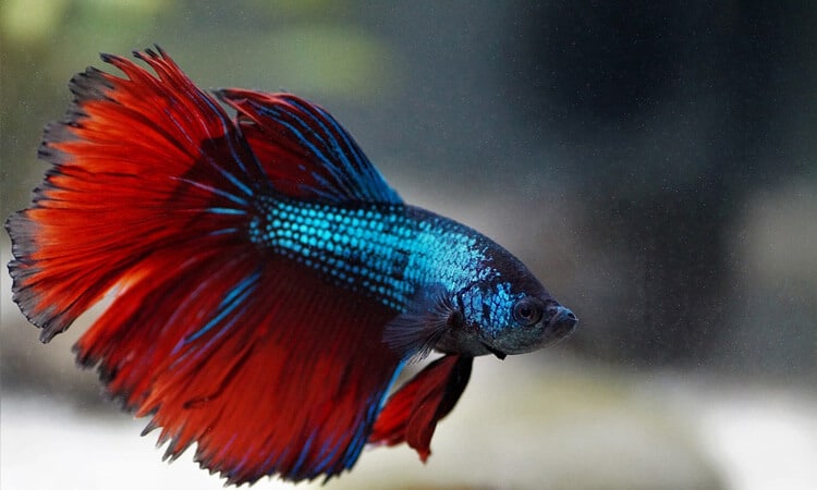 Peixe betta com escamas vermelhas e azuis nadando no aquário.