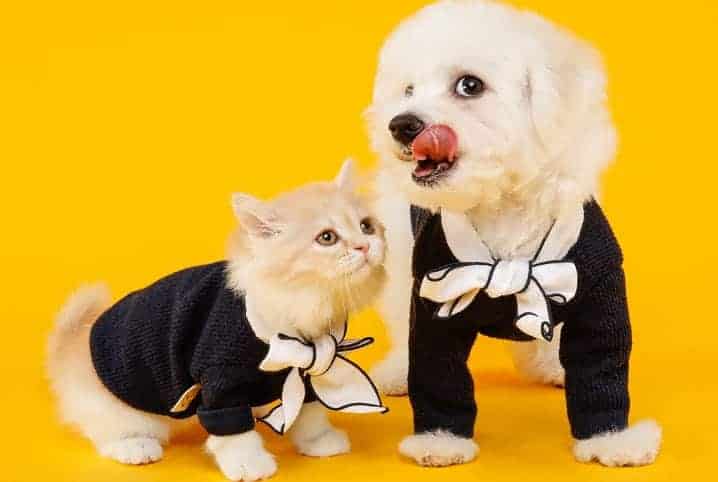 Cachorro e gato com fantasias